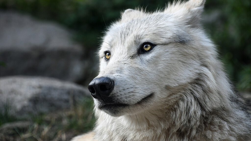 Come ci comportiamo se incontriamo un lupo?