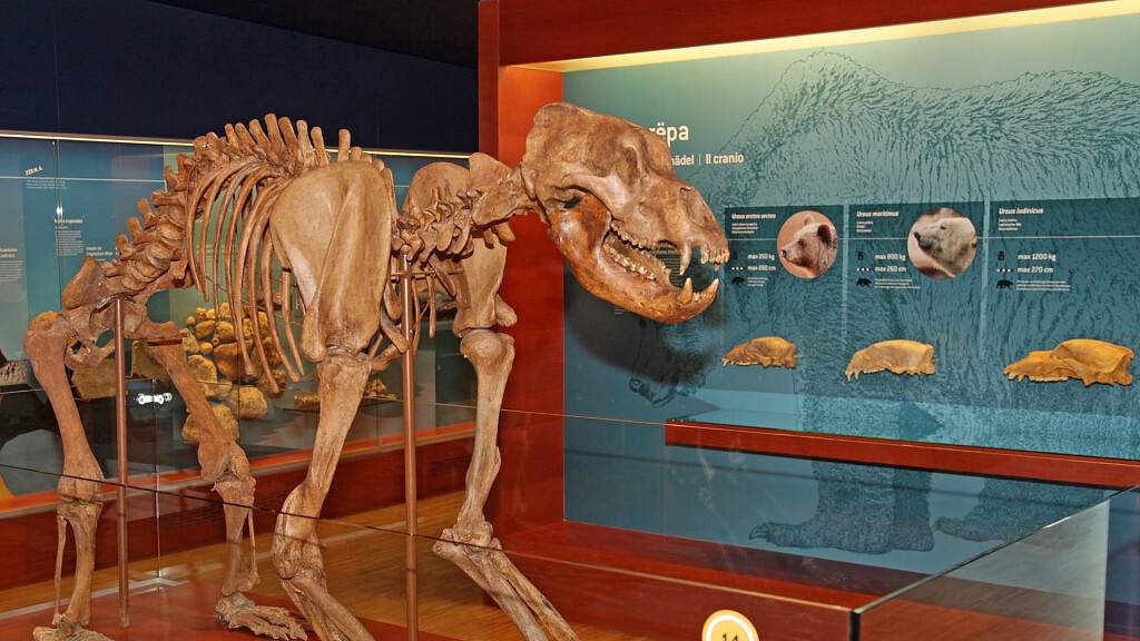 Museum Ladin Ursus ladinicus