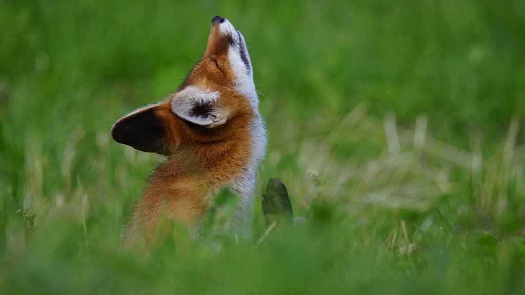 Die Fauna des Naturparks Adamello-Brenta