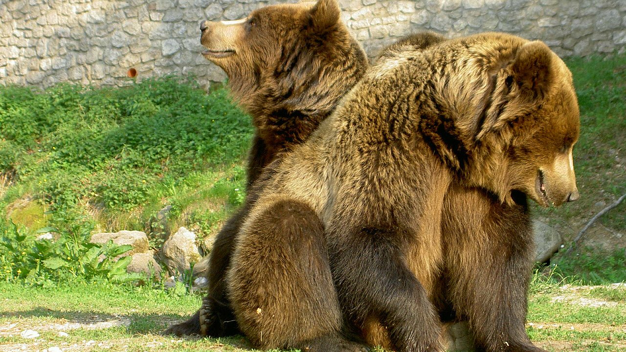 Orsi nelle Dolomiti di Brenta in Trentino