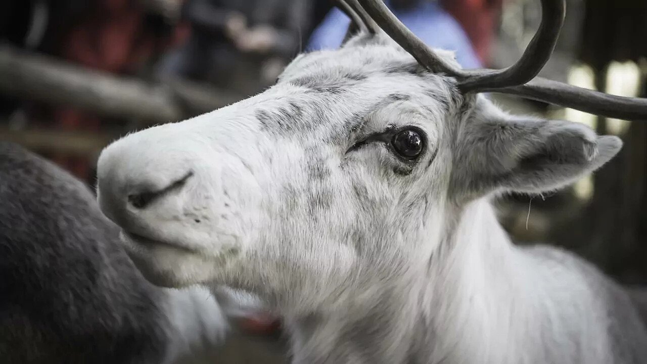 conoscere_le_renne_croda_rossa_sesto_tre_cime_dolomiti