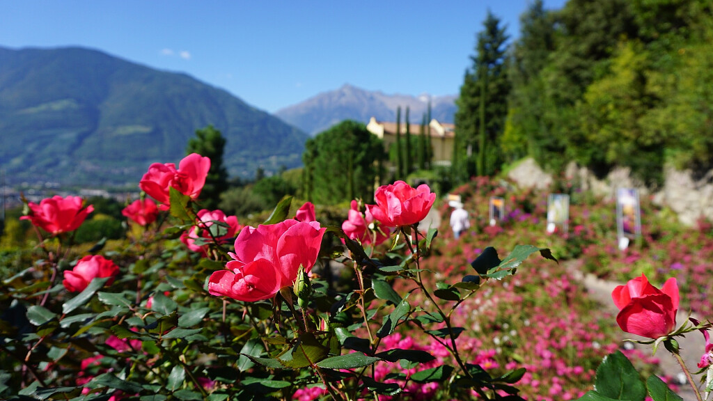 Frühling in Meran und Merano Flower Festival