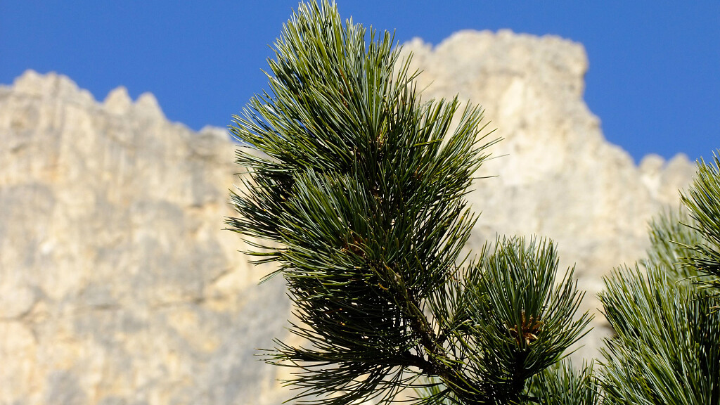 Il legno di pino cembro o cirmolo