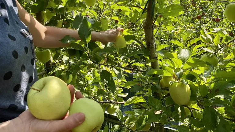 Apple harvest in Val di Non and Val di Sole