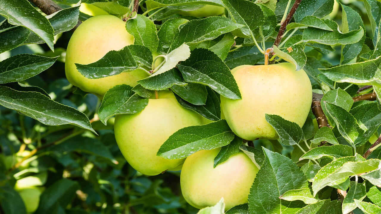 mele_verdi_val_di_non_depositphotos