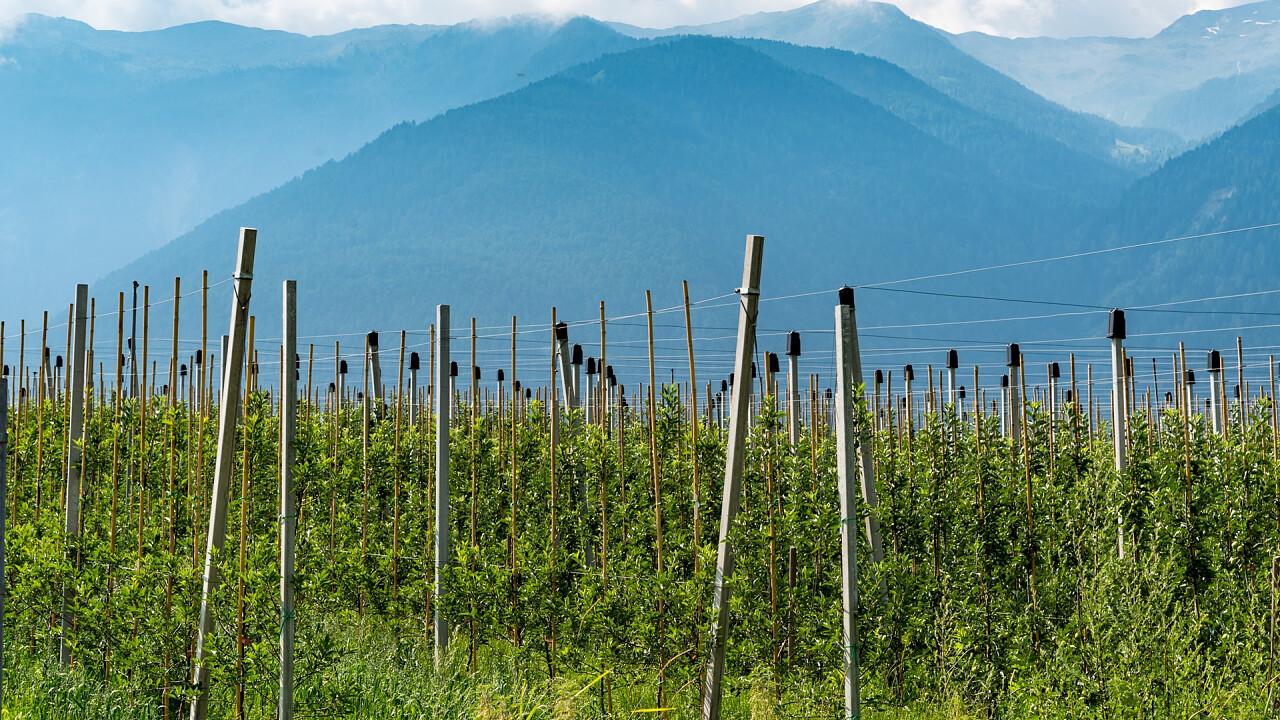 coltivazioni_di_mele_val_di_non_depositphotos