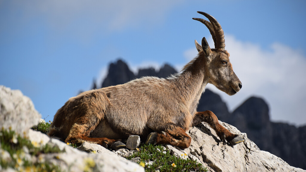Pflanzen und Tiere der Friauler Dolomiten