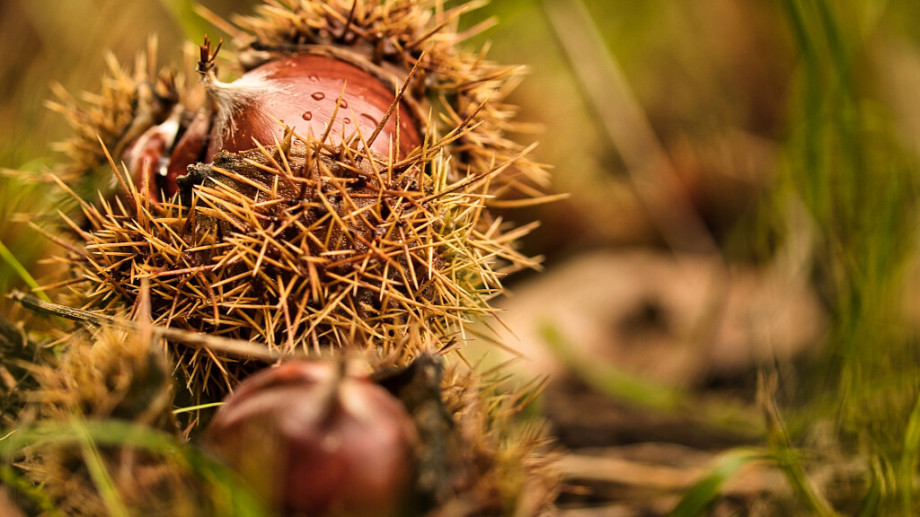 Törggelen in Naturno