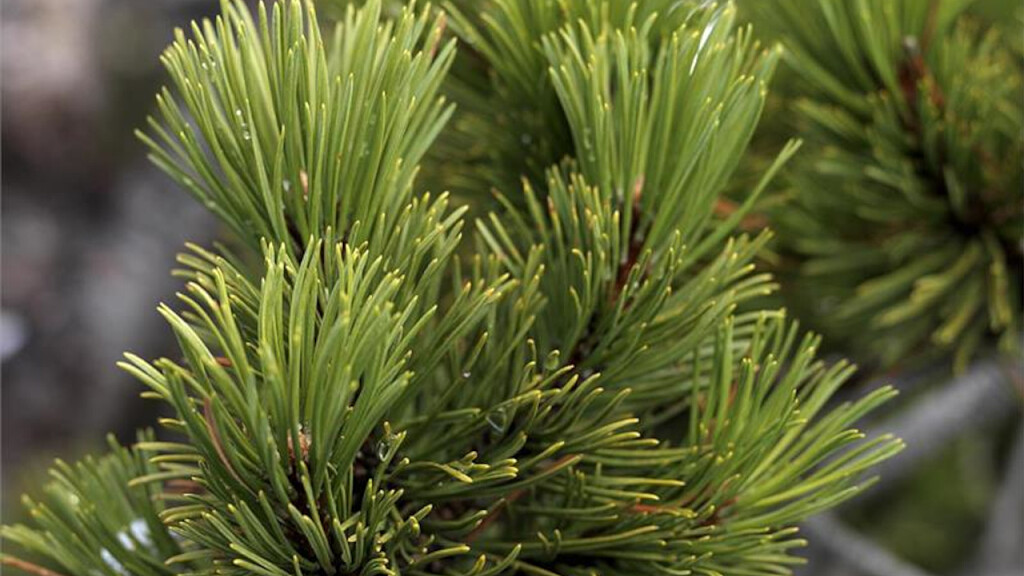 Guided tour of the Eschgfeller mountain pine oil distillery in Val Sarentino