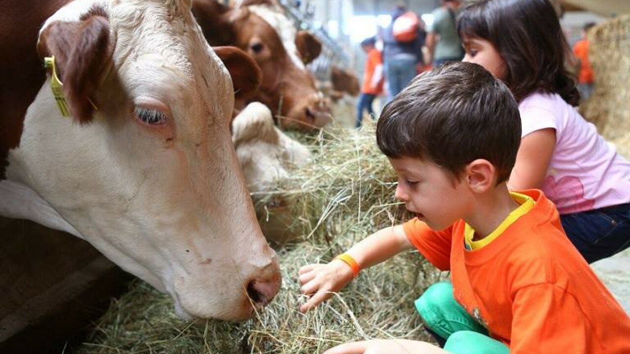 latte-in-malga-alpe-cimbra-gy-04