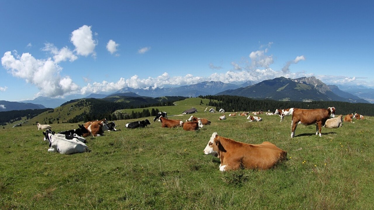 latte-in-malga-alpe-cimbra-gy-05