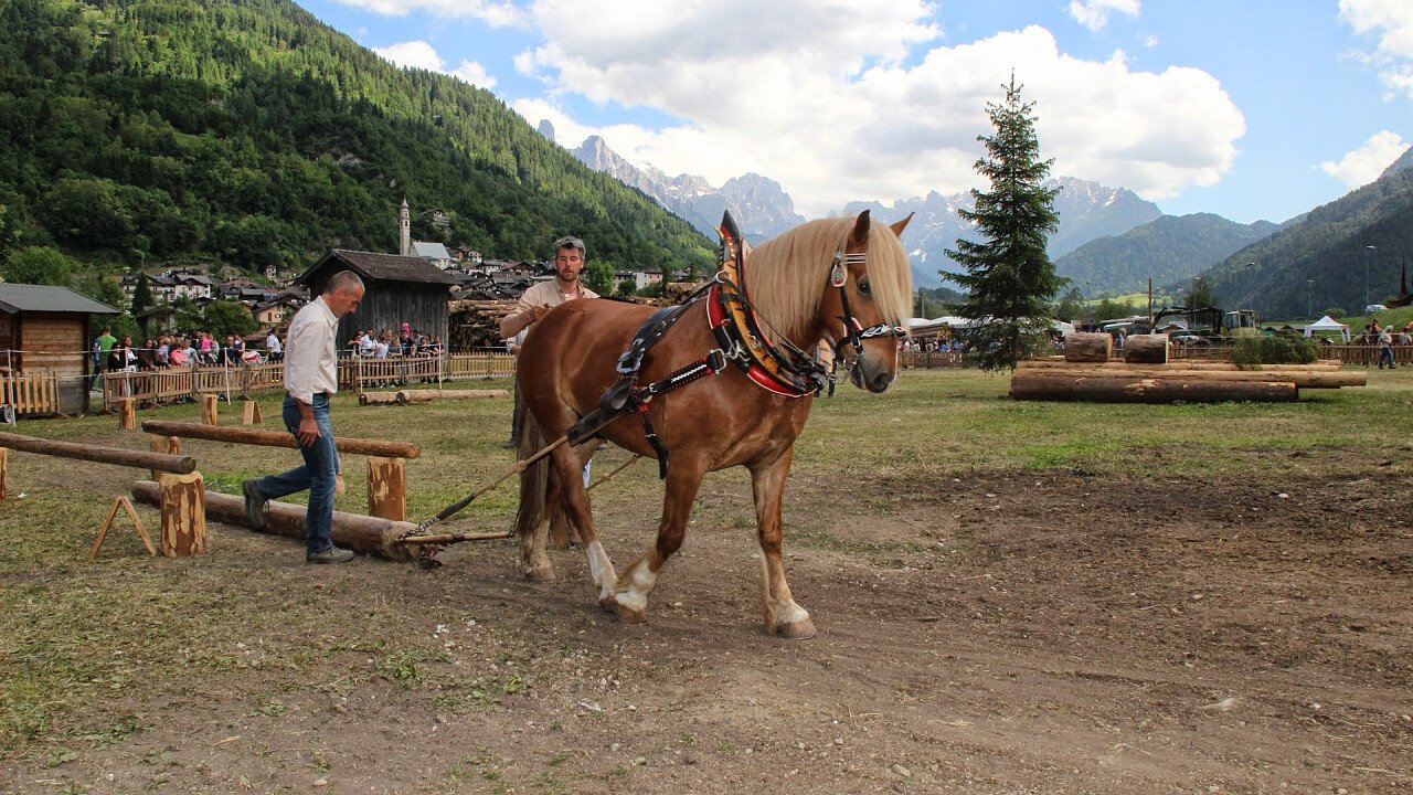 boskavai_imer_apt_san_martino_passo_rolle_primiero_vanoi