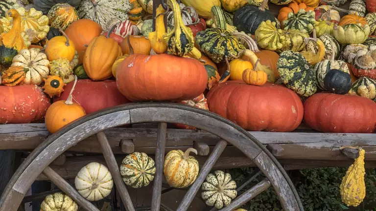 Pumpkin Festival of Caorera