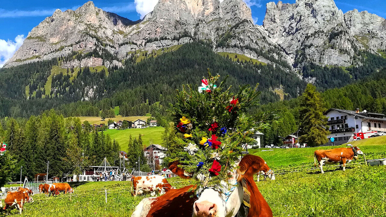 desmontegada_valfiorentina_selva_cadore_Pro_Loco_di_Selva_di_Cadore