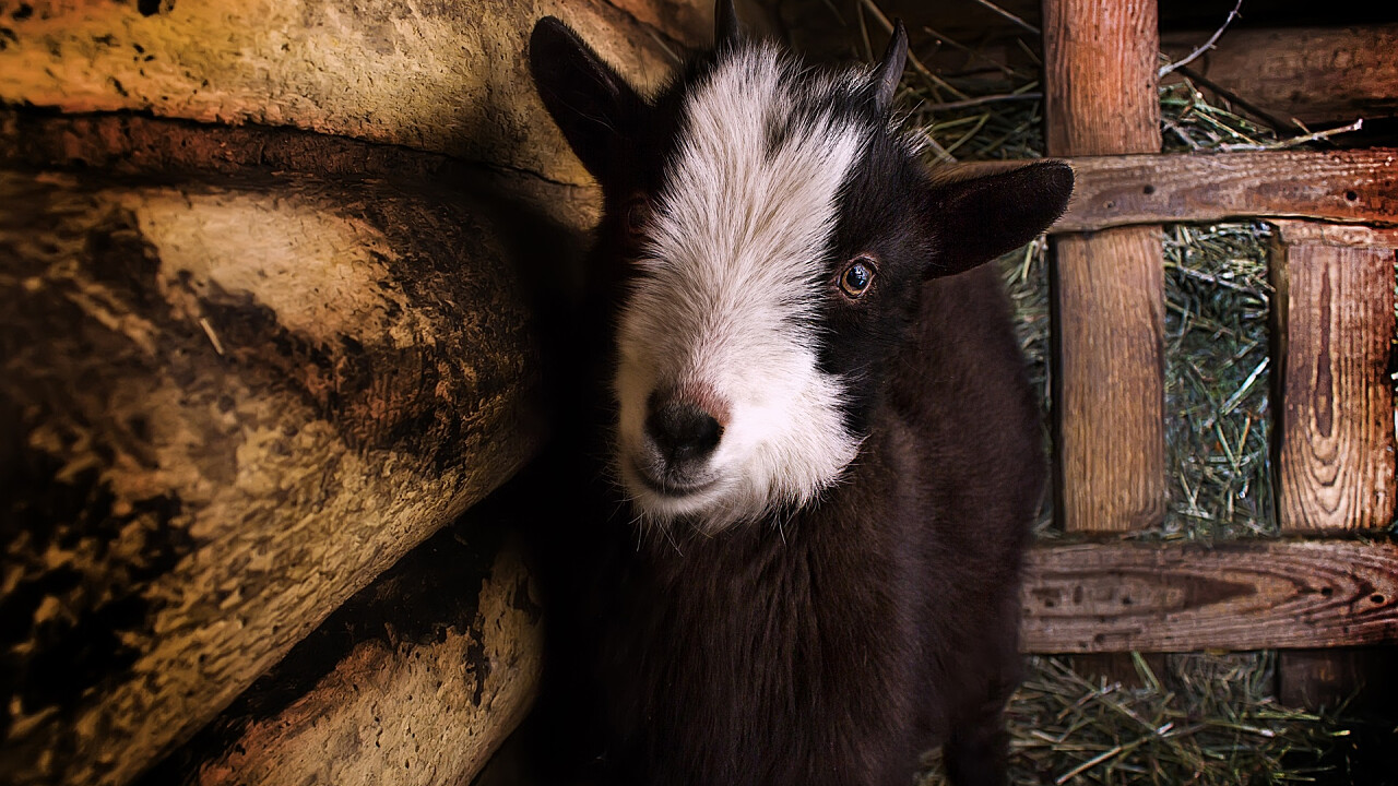 capretta_stalla_vacanza_green_depositphotos