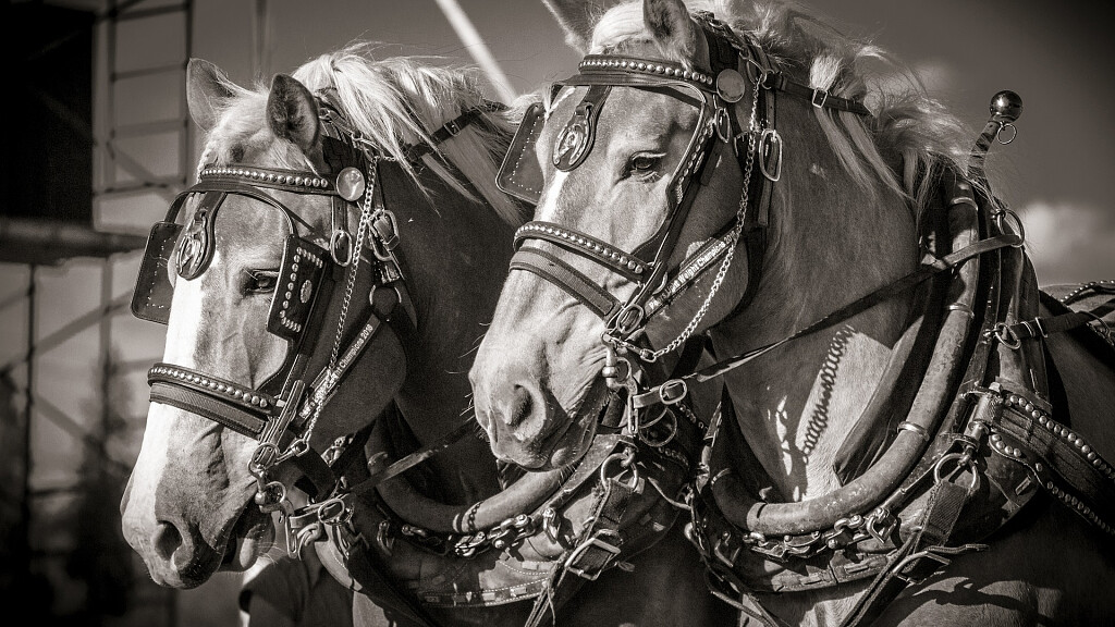 Oswald von Wolkenstein horse riding tournament