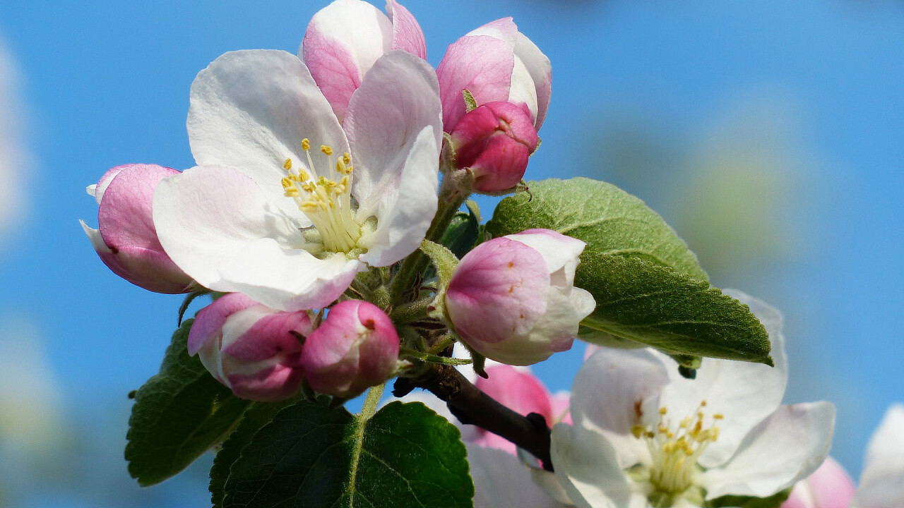 fiore_di_melo_pixabay_hans