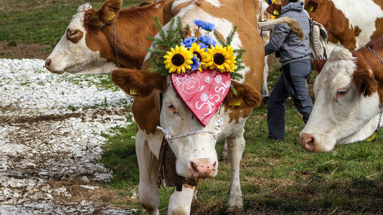 albe_in_malga_alpe_cimbra_gy_01 - APT Alpe Cimbra