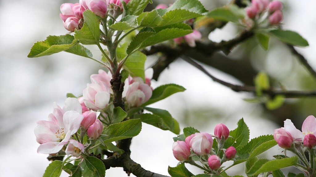 Fiorinda, the apple blossom festival in Val di Non