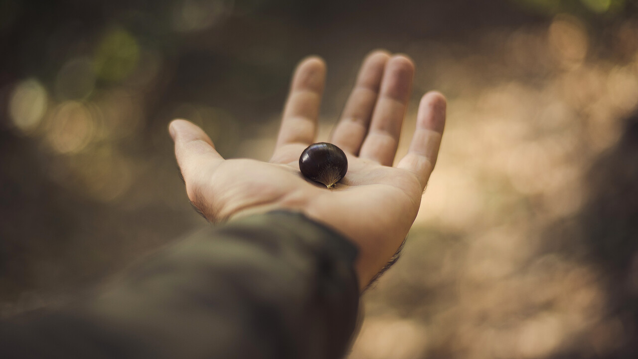 castagna_in_mano_SplitShire