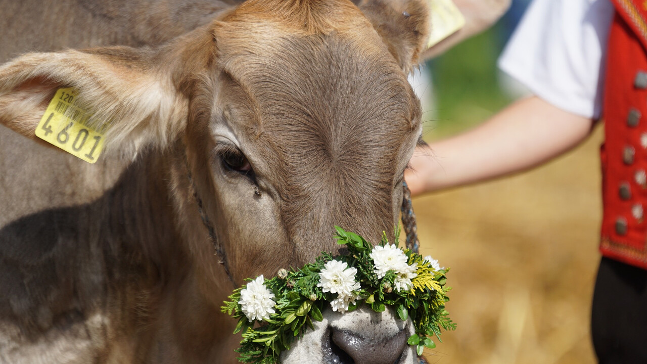 mucca_acconciata_pixabay_pixel-mixer