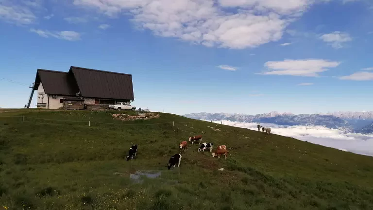 mucche_rifugio_nevegal_giorgia_fontanari