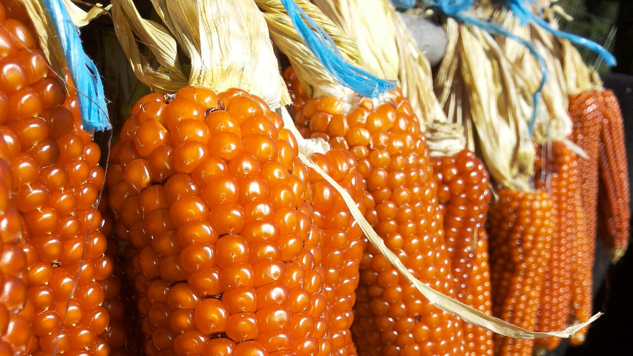 mais_sponcio_giorgia_fontanari