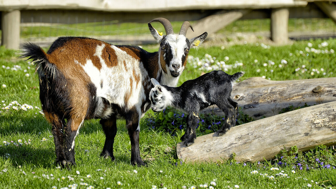 capre_pixabay_onkelramirez1