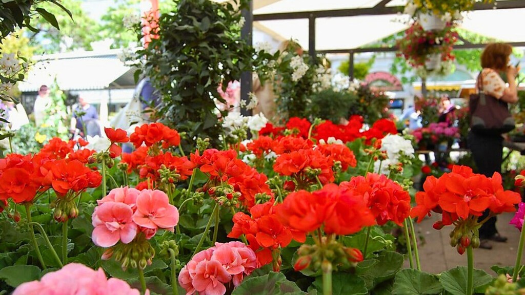 Festa dei Fiori a Bolzano
