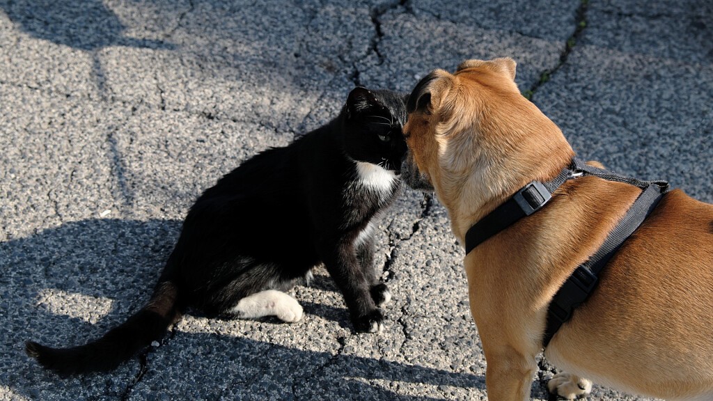 Belluno Photo Festival