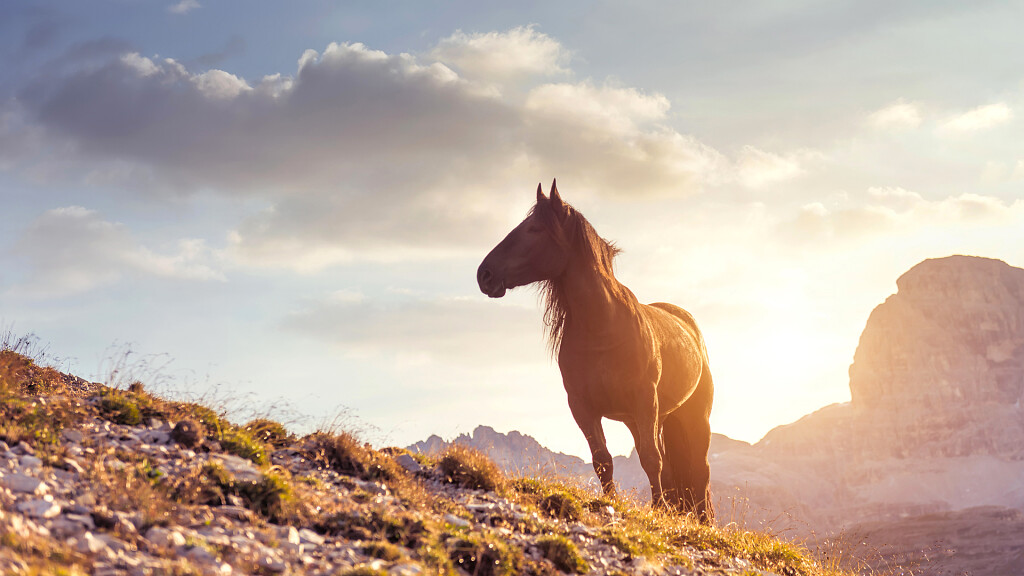 Saint Leonhard horse parade