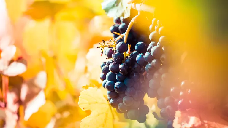 autunno_grappolo_uva_picjumbo_viktor_hanacek