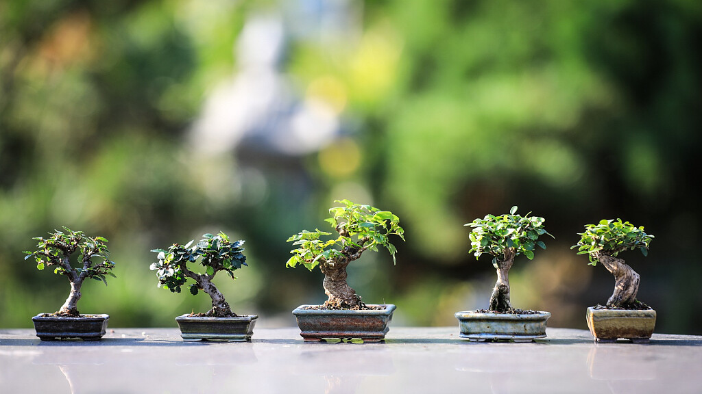 Arcobonsai e Arcofiori