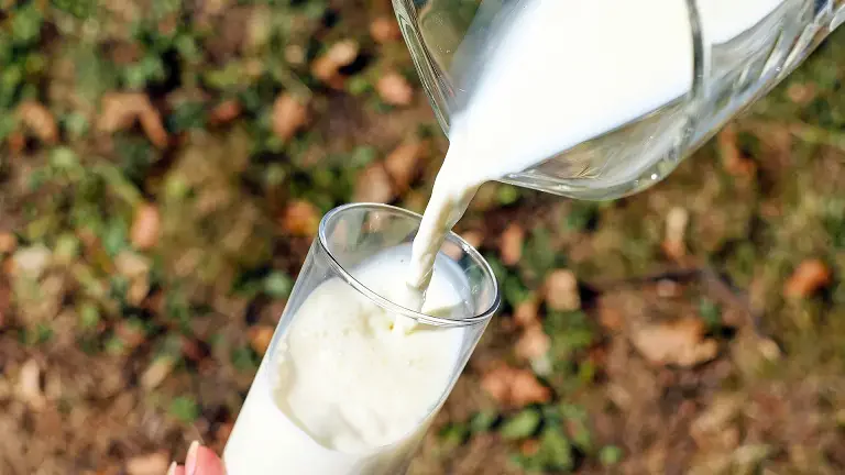 Milchfest in Rabbi