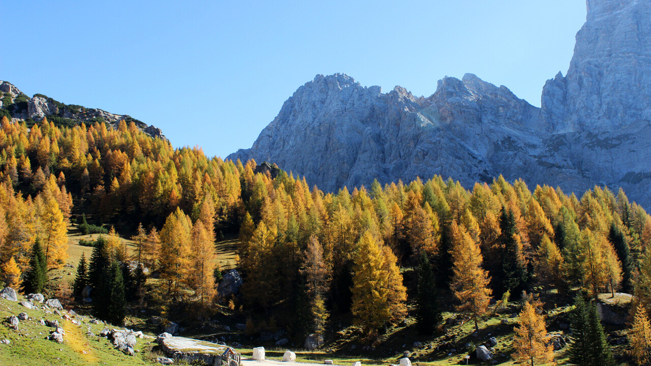 Larici autunno verso Città di Fiume
