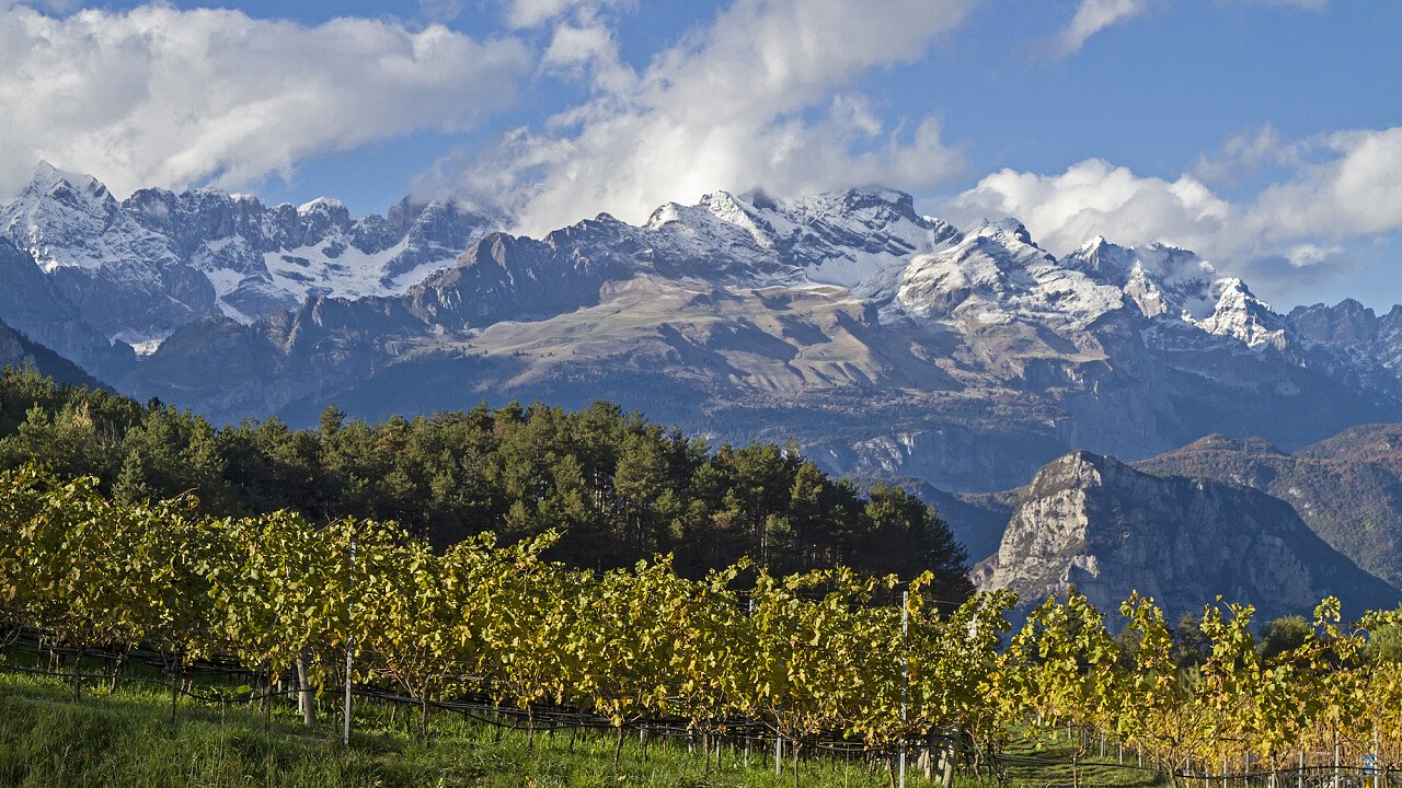 Le vigne ai piedi delle Dolomiti UNESCO