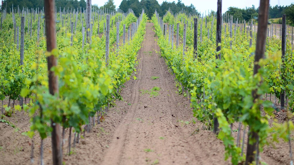 Strada del Vino e dei Sapori di Trento e Valsugana