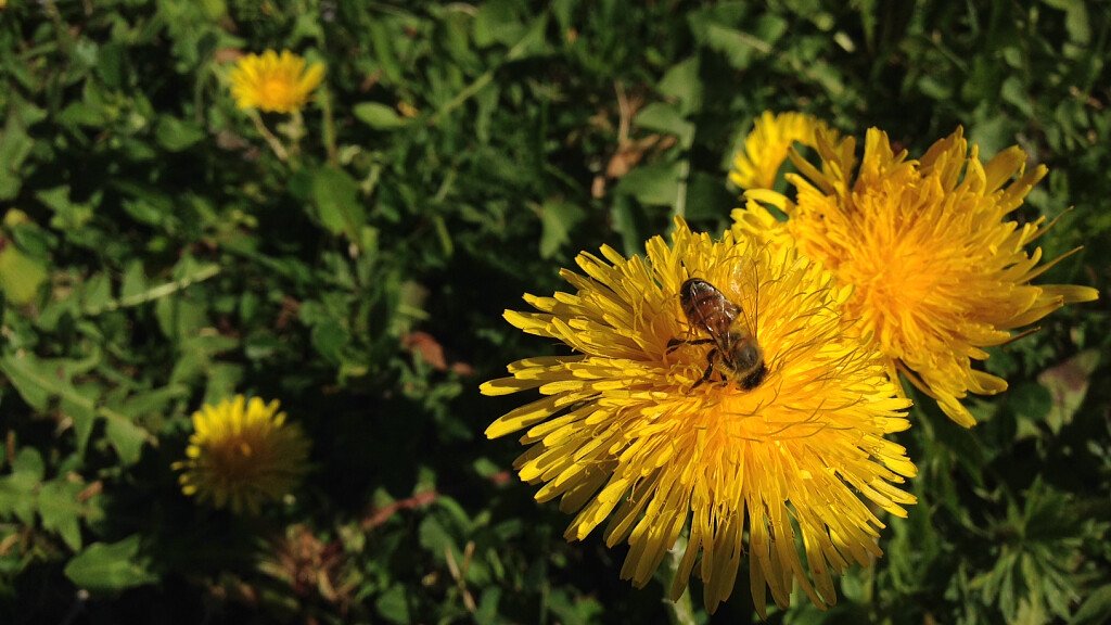 Il sentiero delle Api a Rodengo