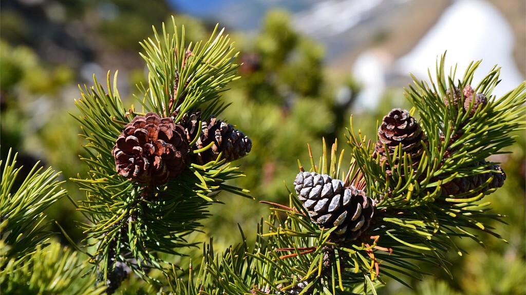 Il Sentiero del Pino Mugo