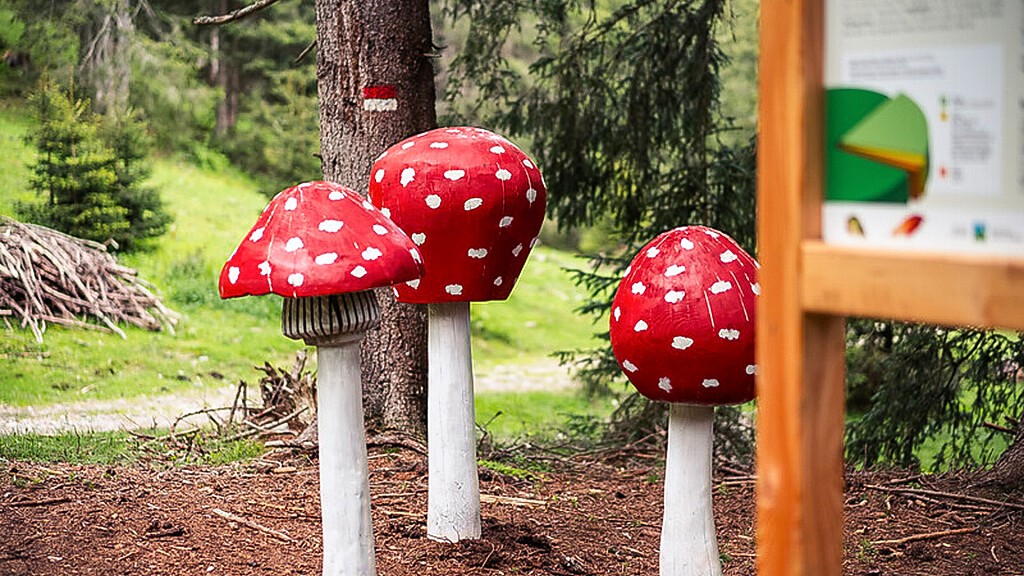 Mushroom Trail in Val di Vizze