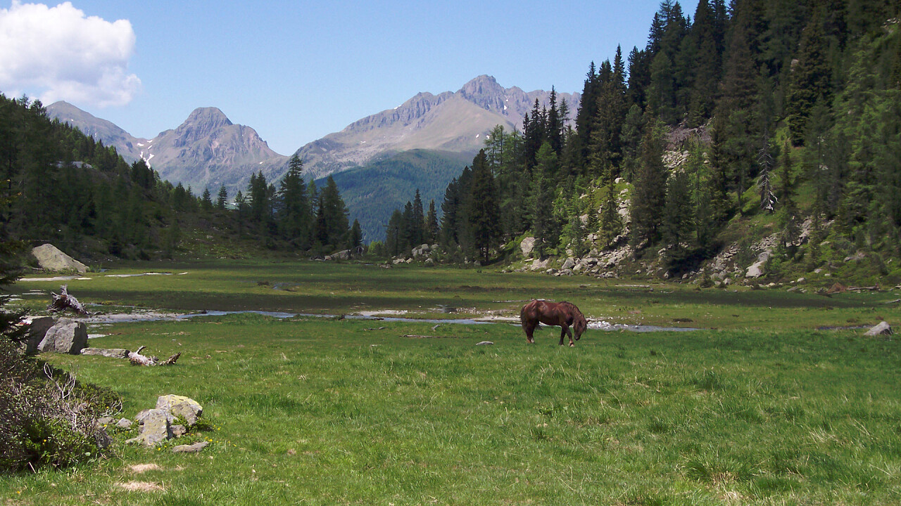 Pferd auf der Caldenave-Hütte