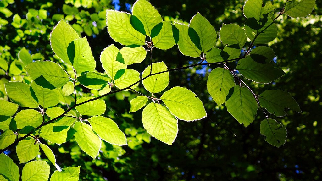 A Fai della Paganella apre il primo Forest bathing
