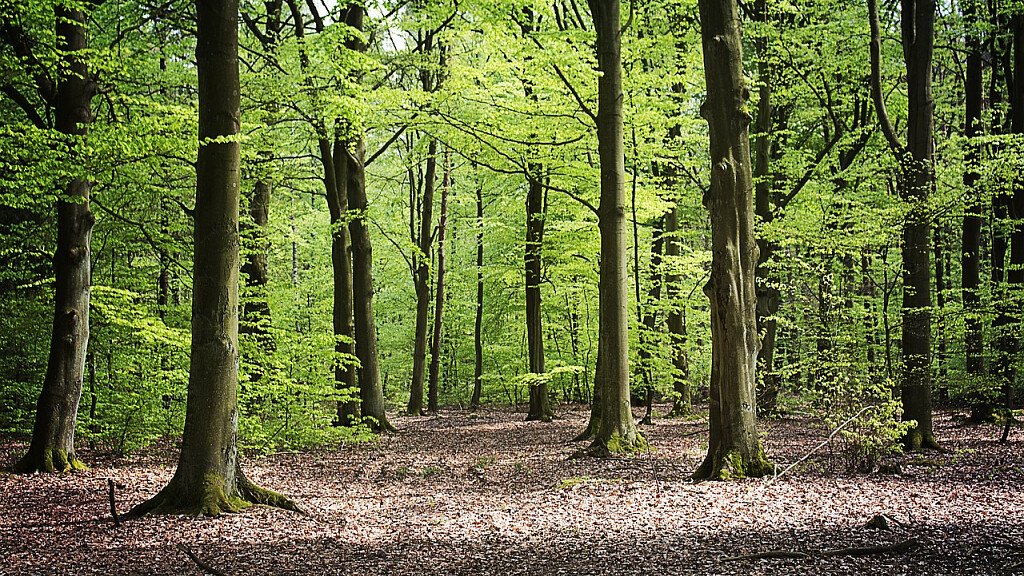 Forest bathing a Fai della Paganella: il Parco del Respiro, un’oasi di benessere in Trentino