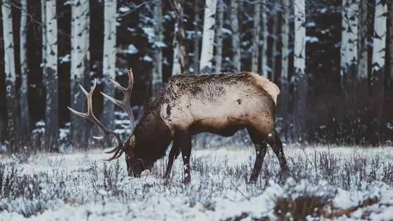 cervo_inverno_StockSnap