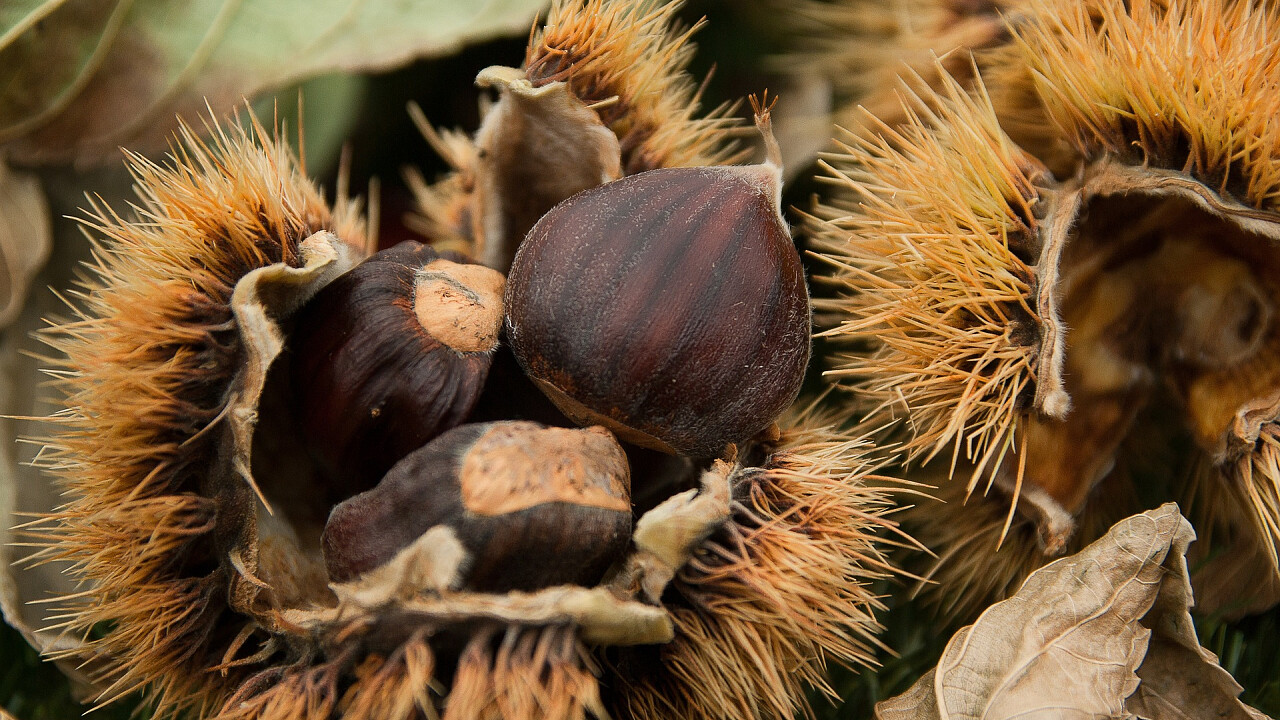 Castagne