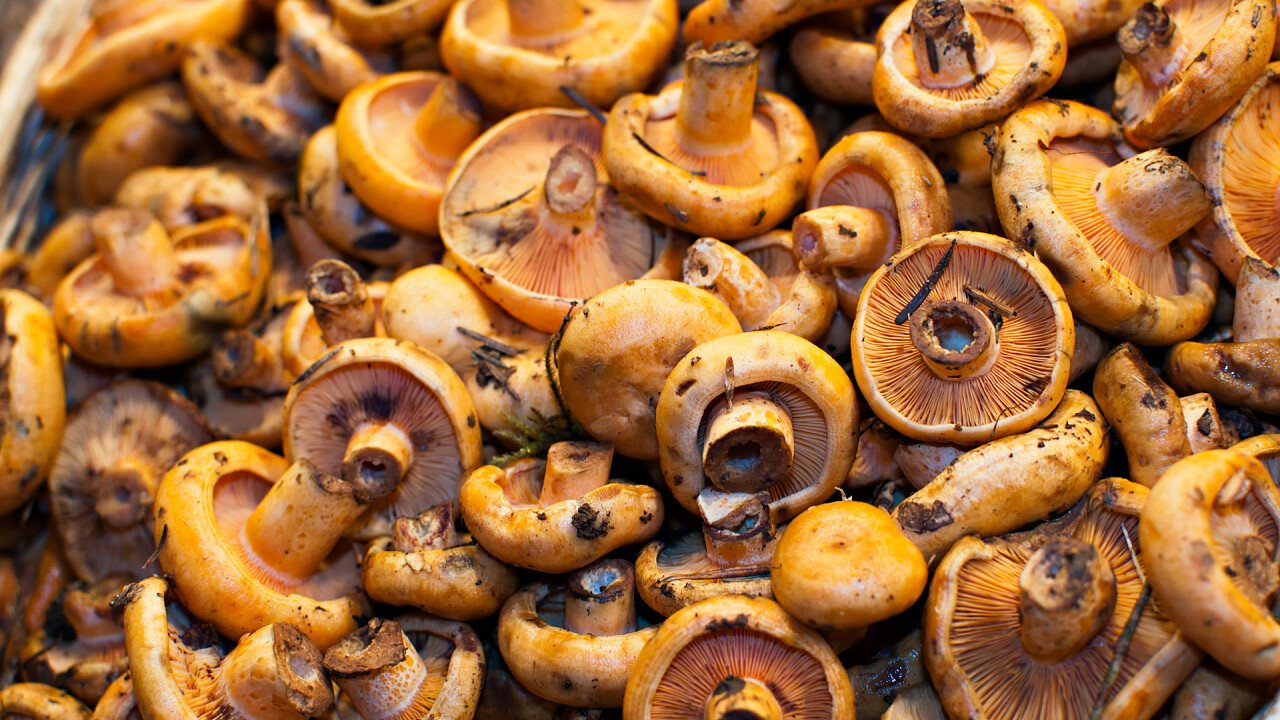 lattari_alla_pizzaiola_01_shutterstock