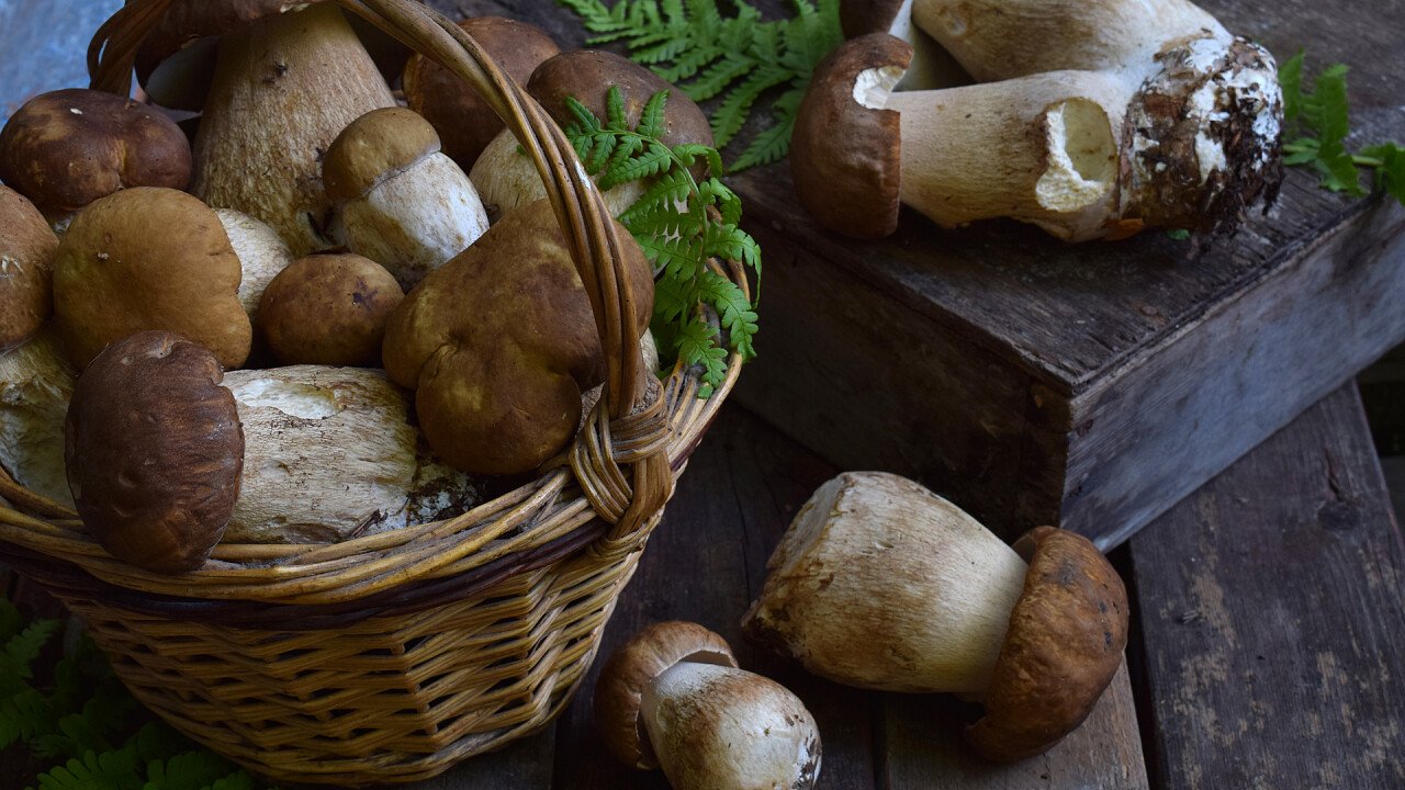 souffle_ai_porcini_freschi_dreamstime_Oksana_Slepko