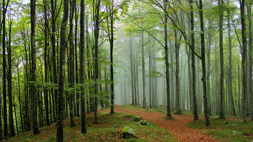 Tambre d'Alpago: Haus des Buches, Cavallo Berg und Cansiglio Wald
