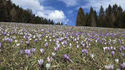 sommer_santo_stefano_di_cadore_shutterstock