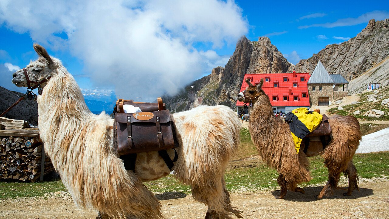 lama_rifugio_tires - Shutterstock